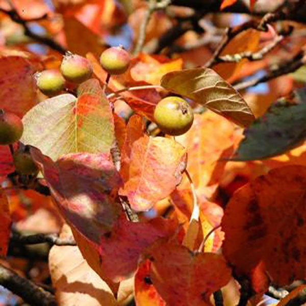 Malus tschonoskii Crab Apple tree