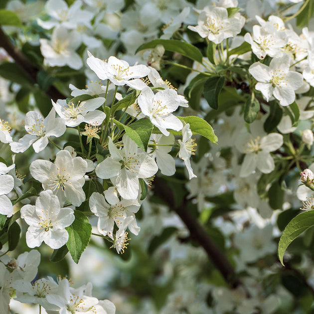 Malus baccata