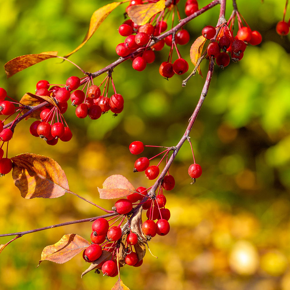 Malus baccata Siberian crab apples