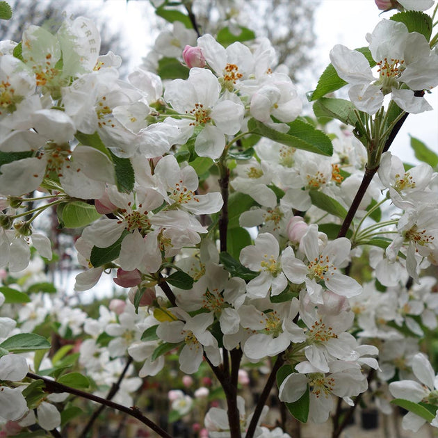 Malus Evereste Crab Apple tree