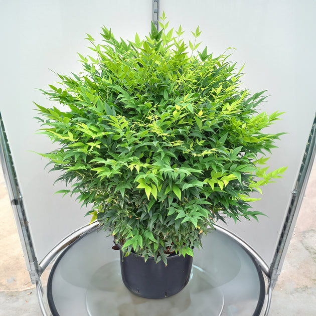 Nandina Lemon and Lime bush in pot