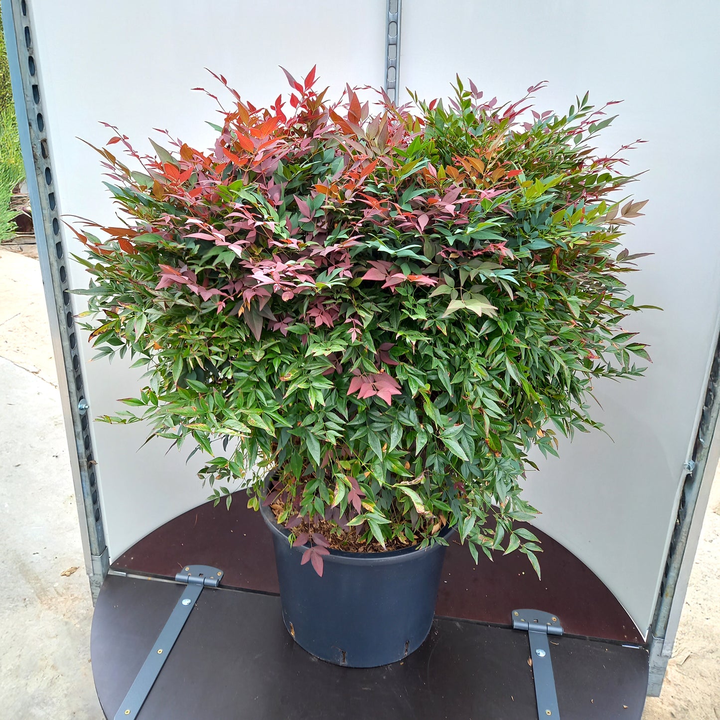 Nandina Obsessed bush in pot