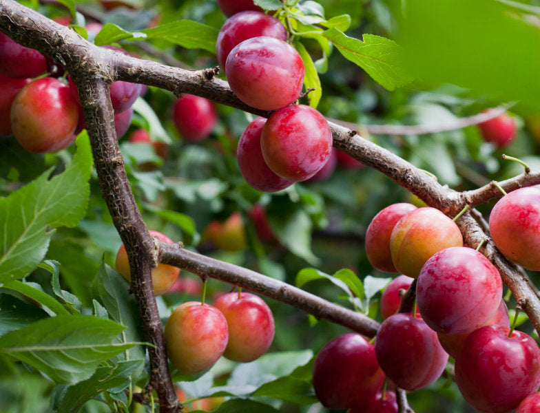 Opal plum tree