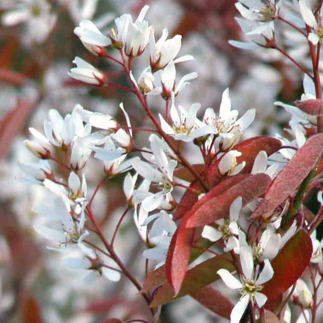 Amelanchier 'La Paloma' white flowers