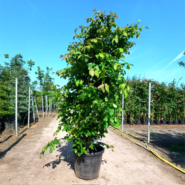 Parrotia persica mature multistem in container