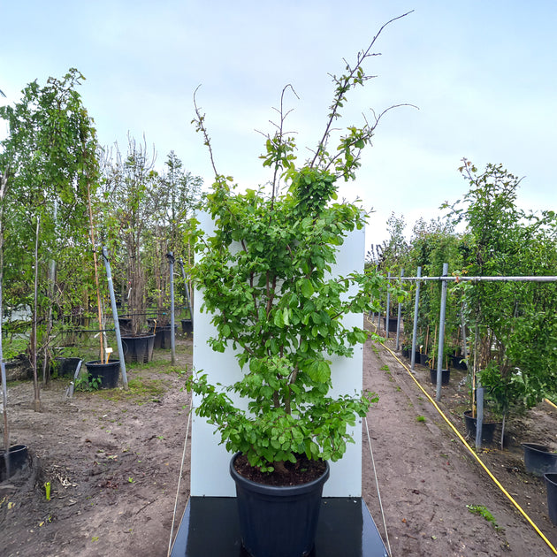 Parrotia Bella multistem in container