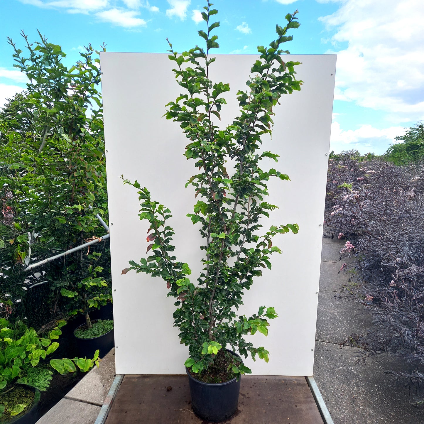 Parrotia Vanessa multistem in pot