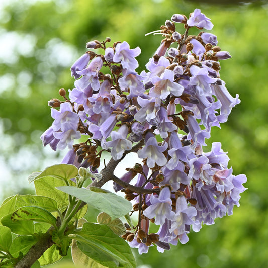 Paulownia Tomentosa purple flowers