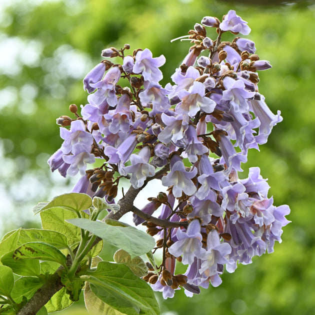 Paulownia tomentosa Tree