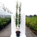 Pyrus Beurre Hardy u-shape pear tree