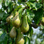 Conference Pear tree