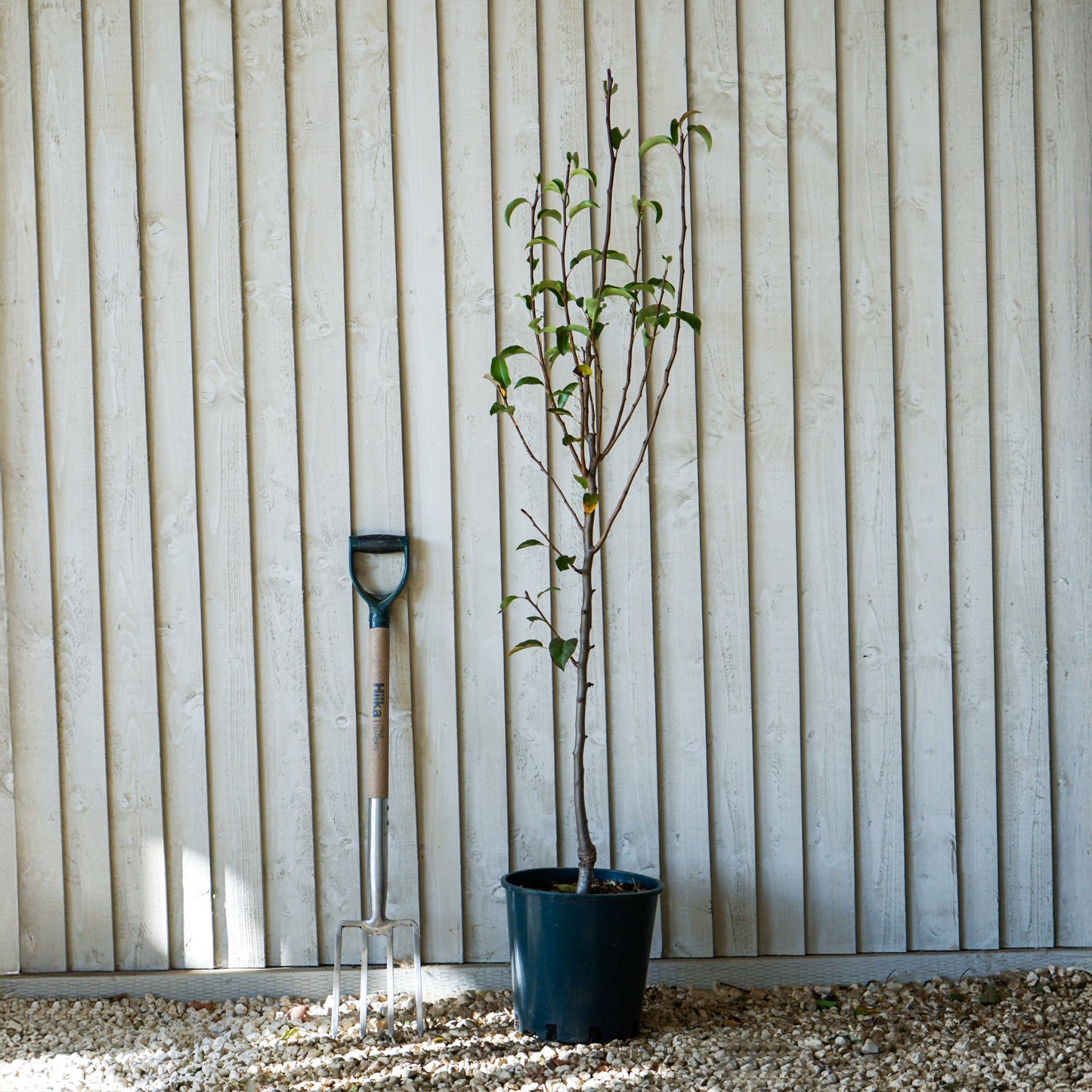 Santa Clause Pear tree in pot