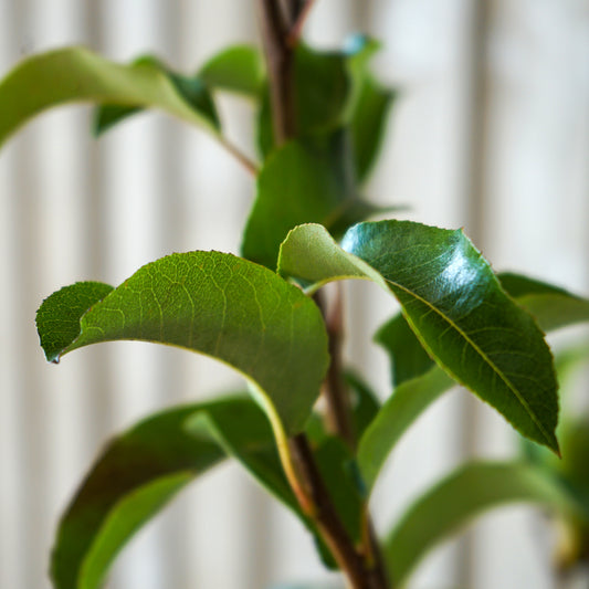 Santa Clause Pear tree leaves closeup