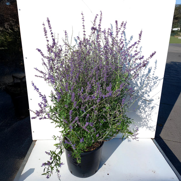 Perovskia Blue Spire bush in pot