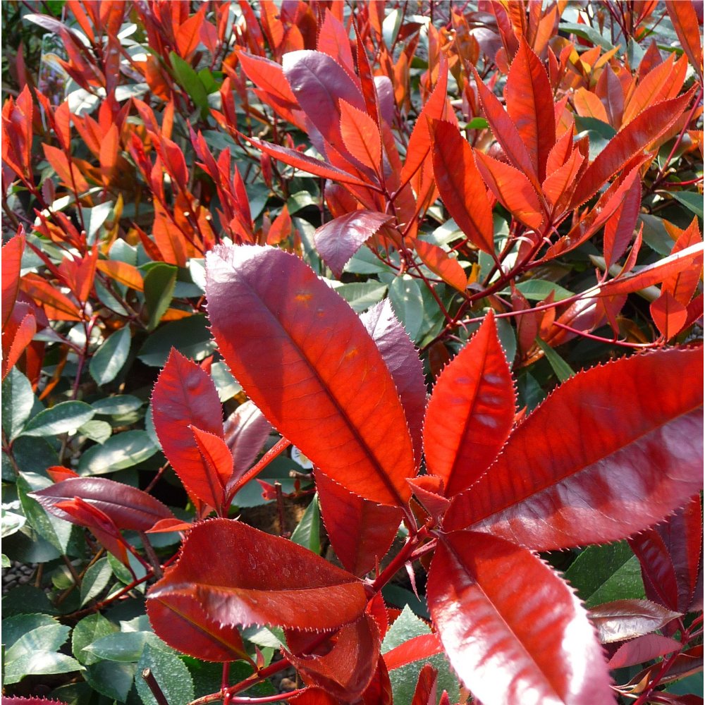 Photinia × fraseri 'Red Robin' tree