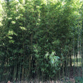 Phyllostachys aurea