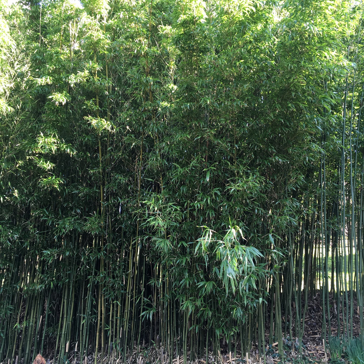 Phyllostachys aurea