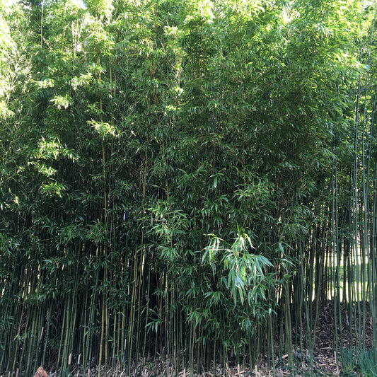 Phyllostachys aurea