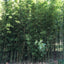 Phyllostachys aurea