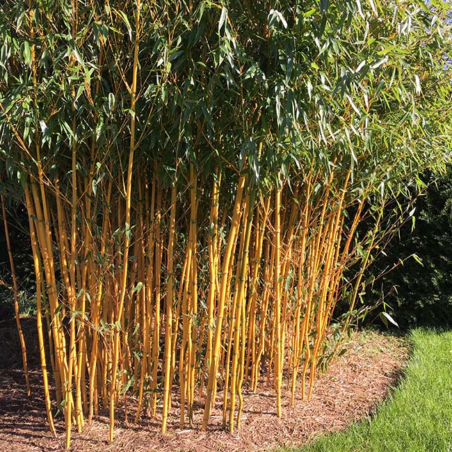 Phyllostachys aureosulcata spectabilis golden Bamboo