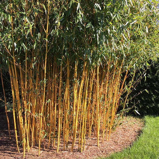 Phyllostachys aureosulcata spectabilis golden Bamboo