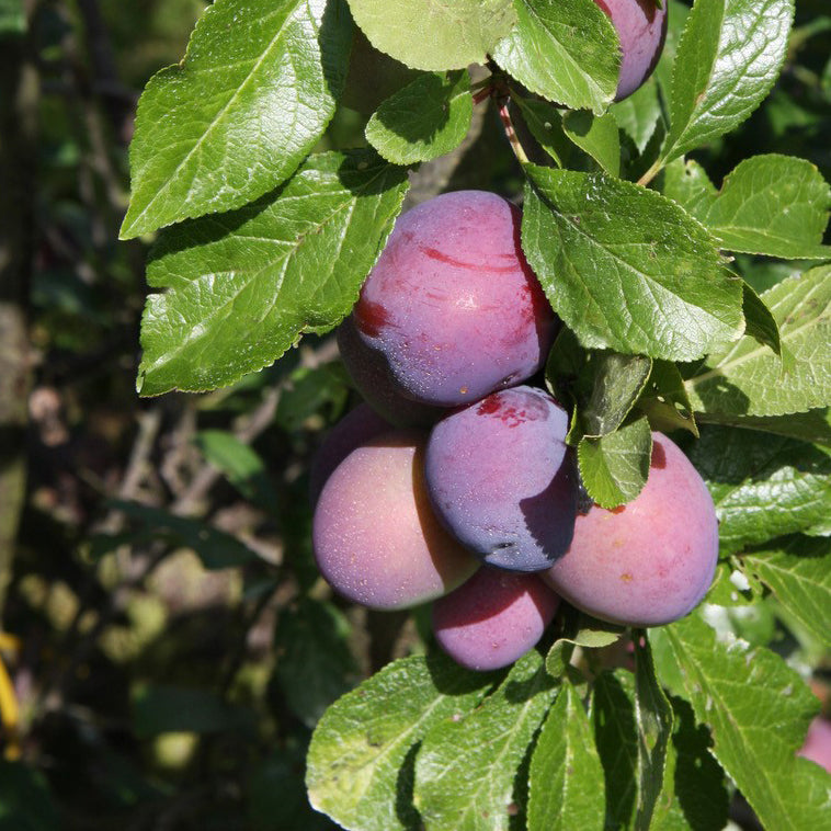 Plum Malling Elizabeth