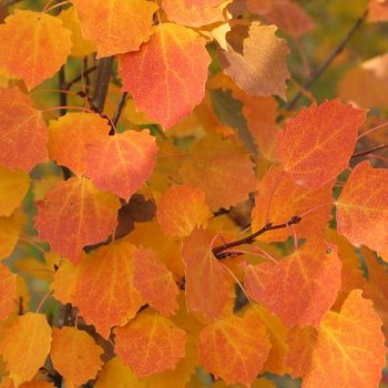 Populus tremula 'Erecta' tree