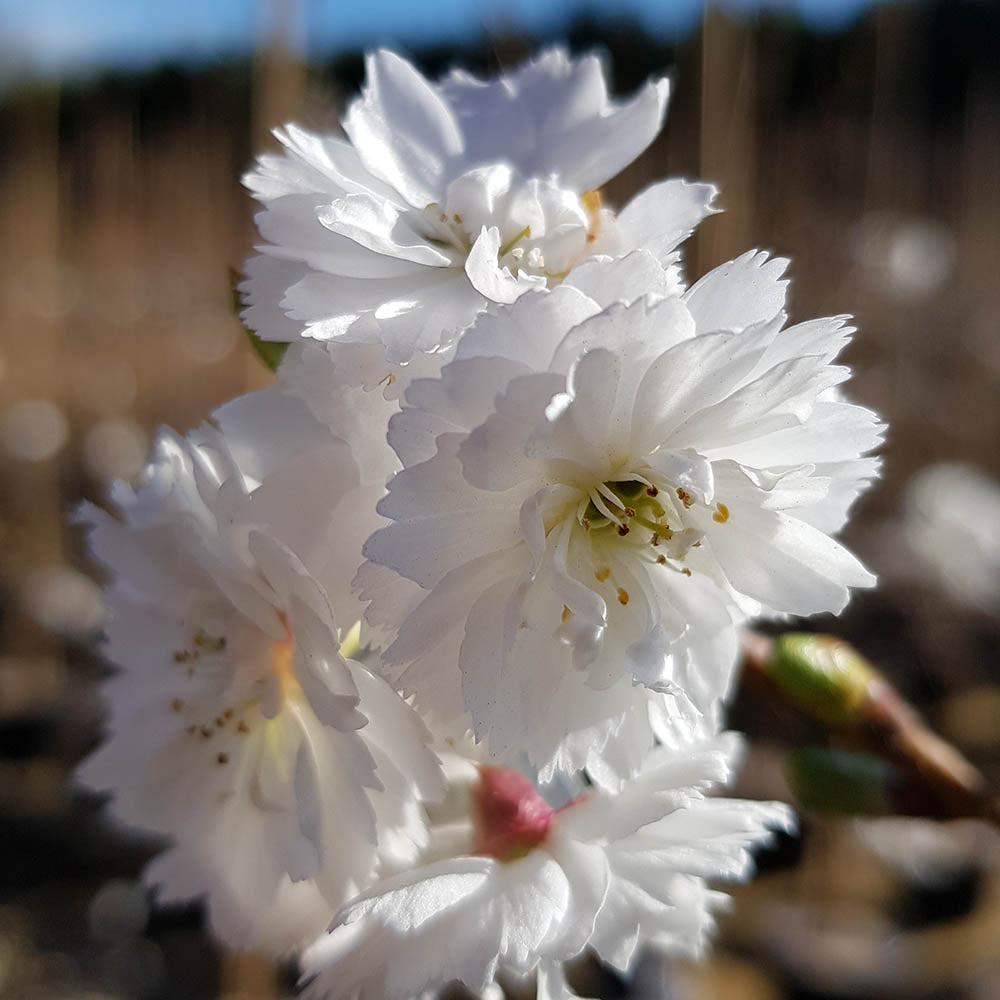 Prunus Powderpuff Flowers