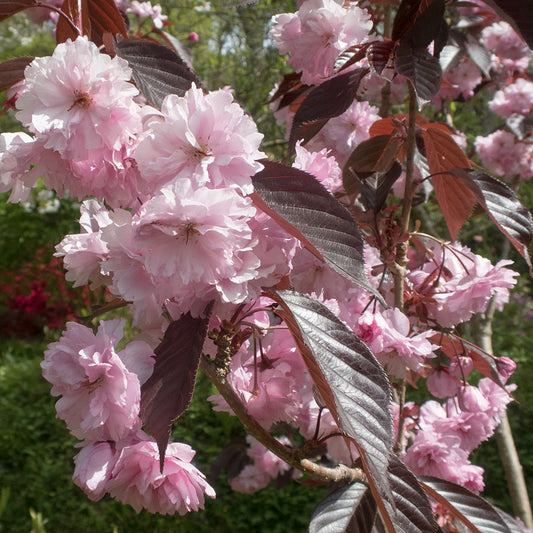 Prunus 'Royal Burgundy' Cherry tree