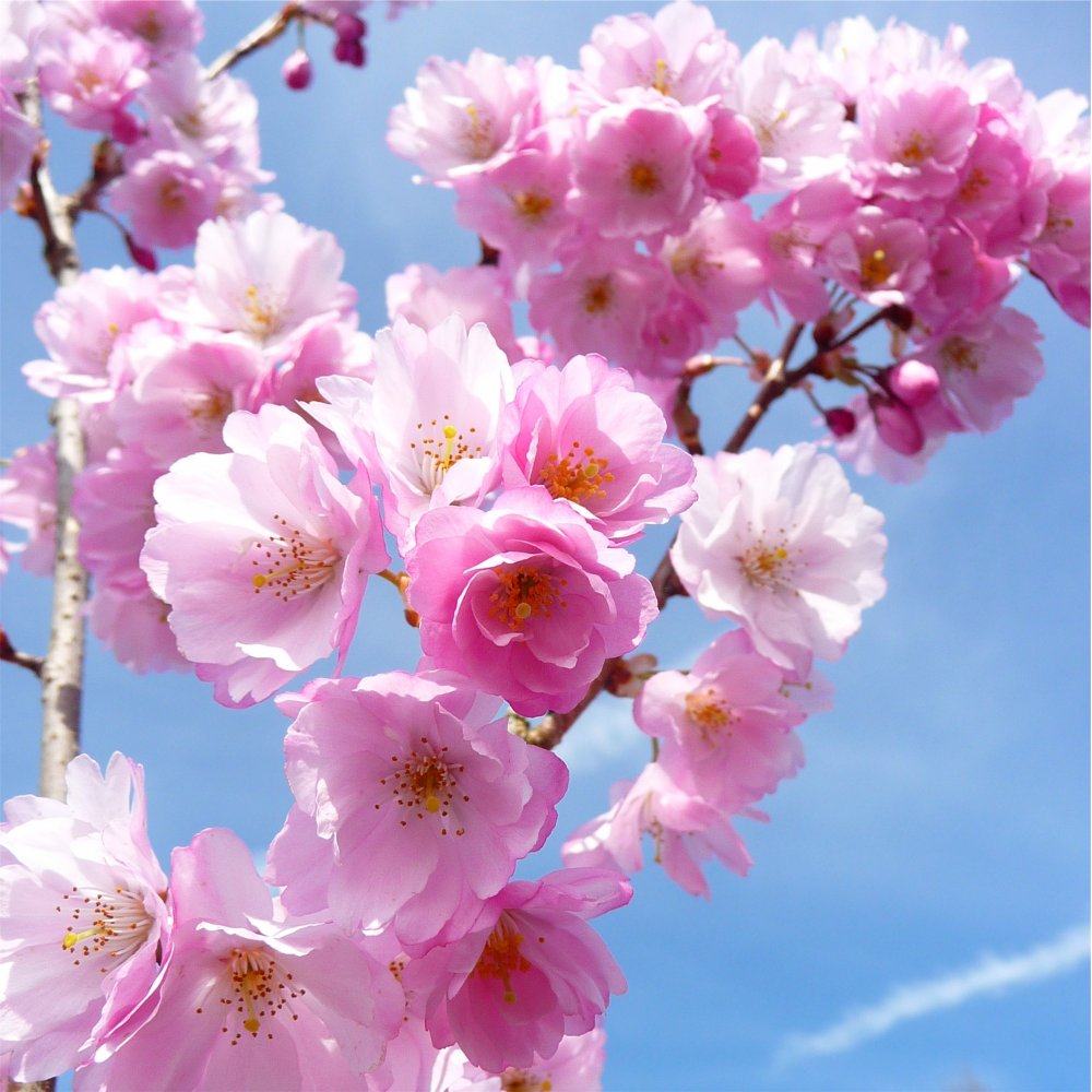 Prunus Accolade Cherry tree