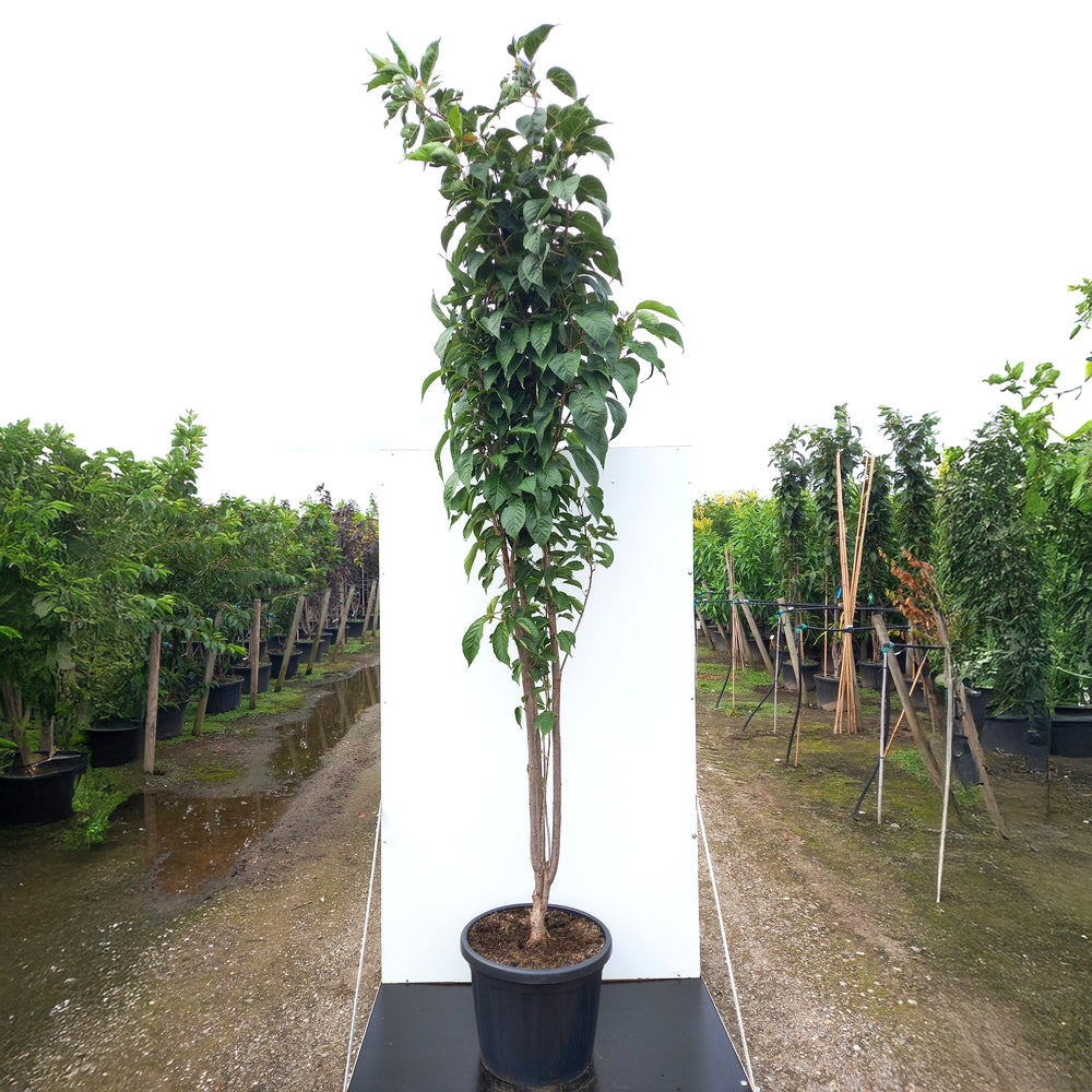 Prunus Amanogawa mature multistem tree in plant pot