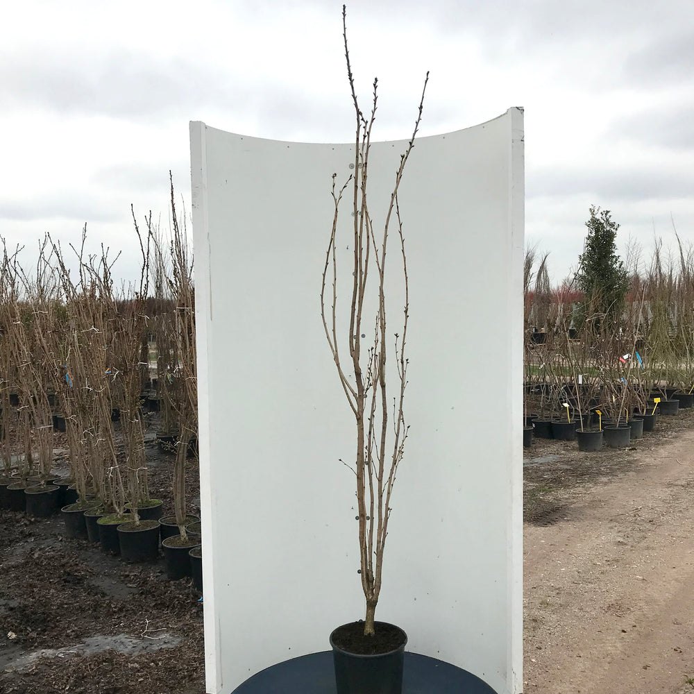 Prunus Amanogawa multistem in container