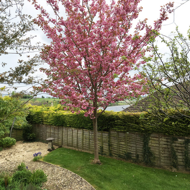 Mature Prunus Kanzan Cherry tree in garden