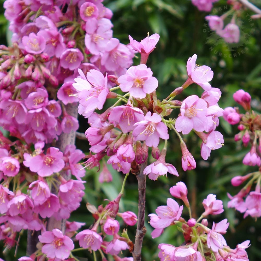 Prunus 'Kursar' blossom