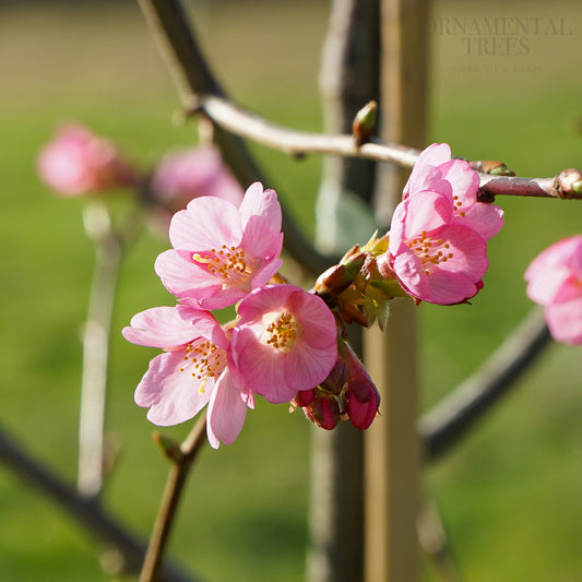 Prunus Kursar pink blossom