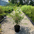 Prunus Okame bush