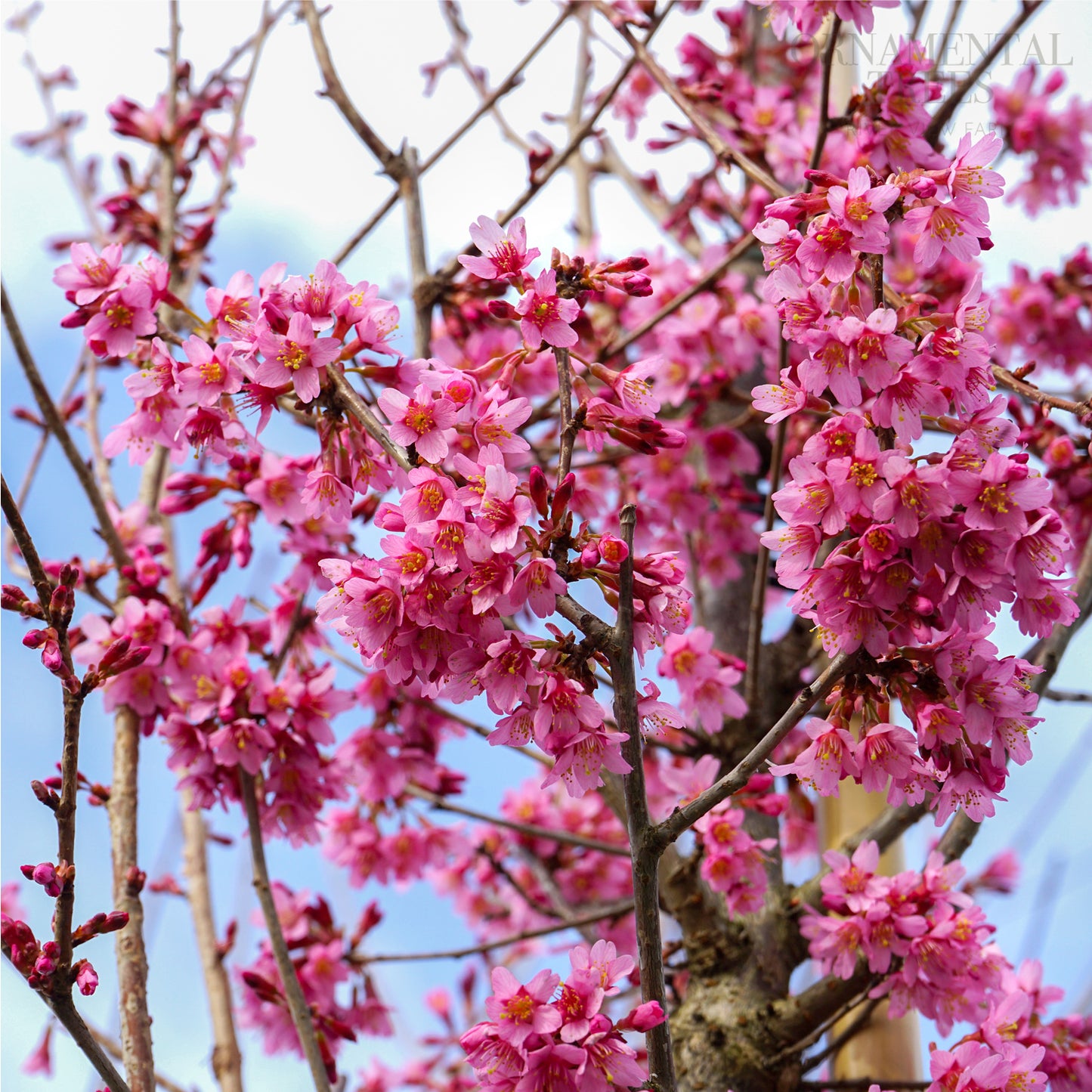 Prunus 'Okame' Cherry Blossom