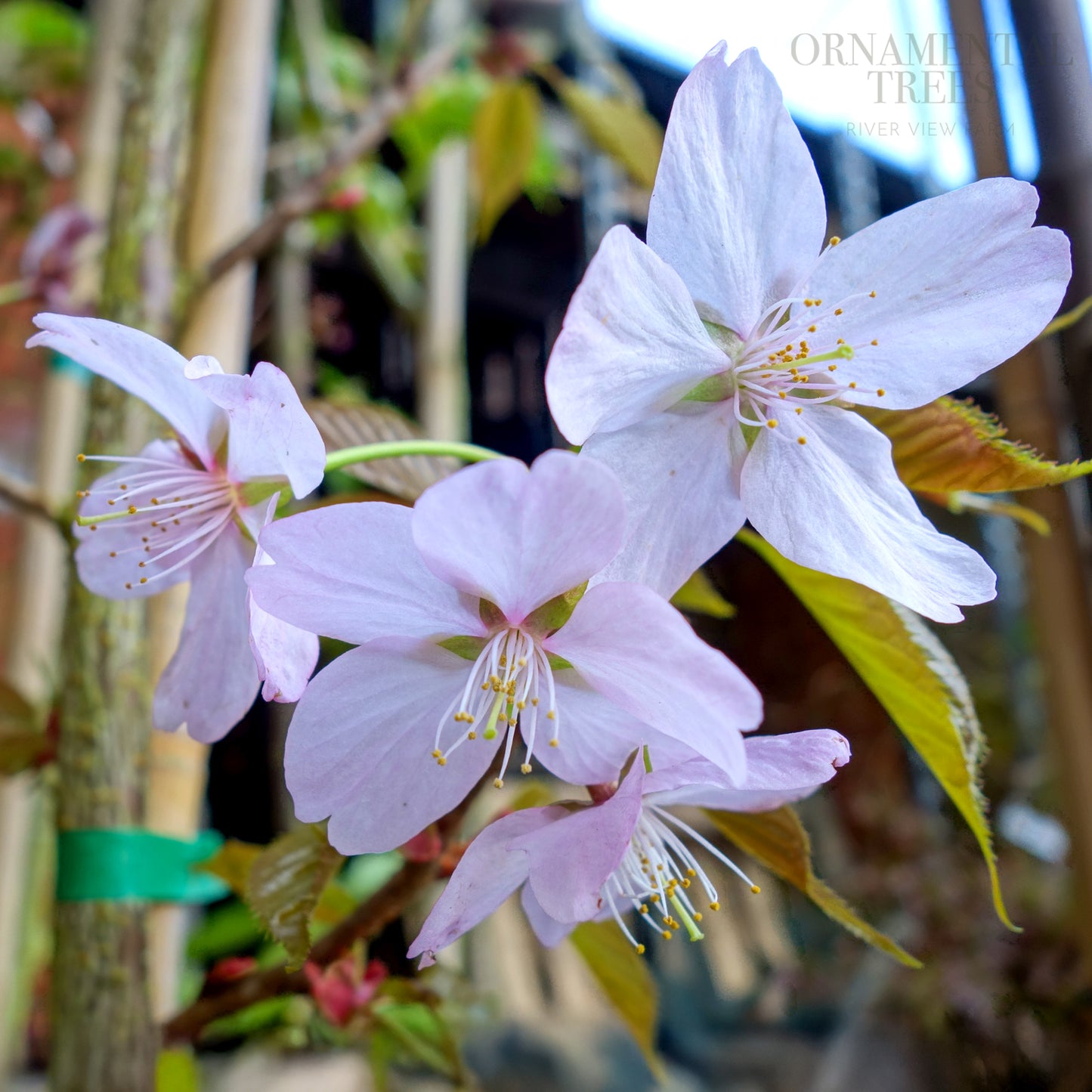 Prunus Sargentii Rancho Flowers