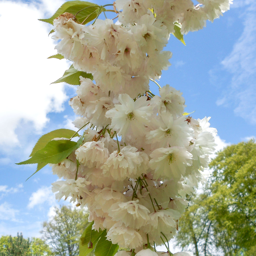 Prunus 'Shogetsu' - Shimidsu - Blushing Bride Tree