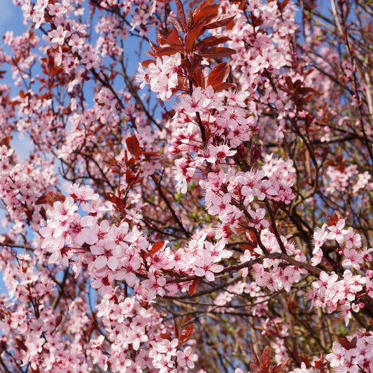 Prunus cerasifera Nigra