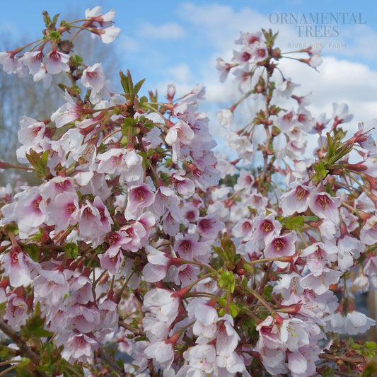 Prunus incisa 'Kojo-no-mai' Cherry tree