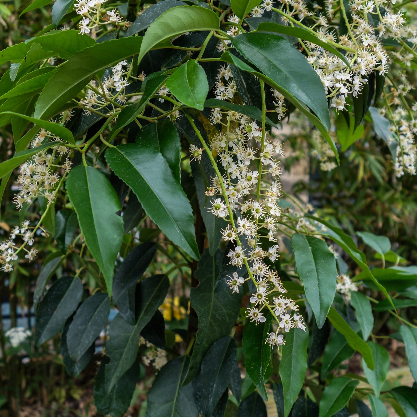 Prunus lusitanica Laurel