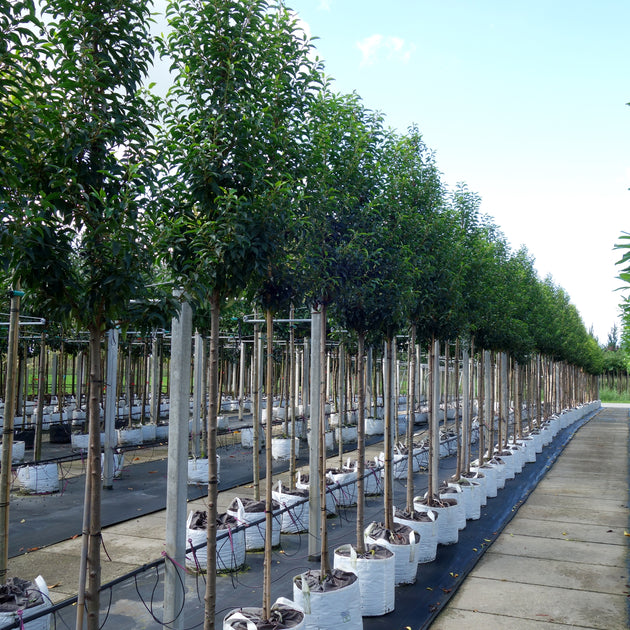 Prunus lusitanica mature Laurel trees in line