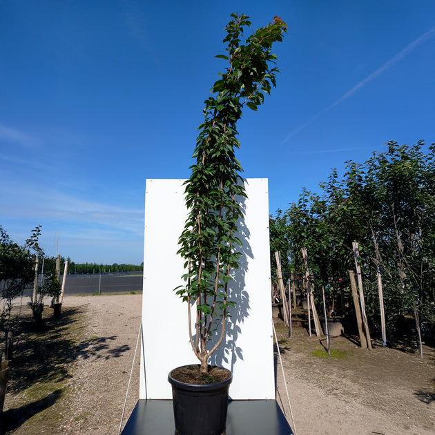 Prunus Kanzan multistem in container