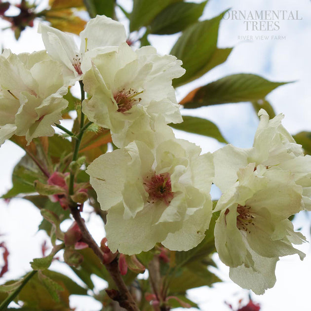 Prunus 'Ukon' Cherry Blossom tree