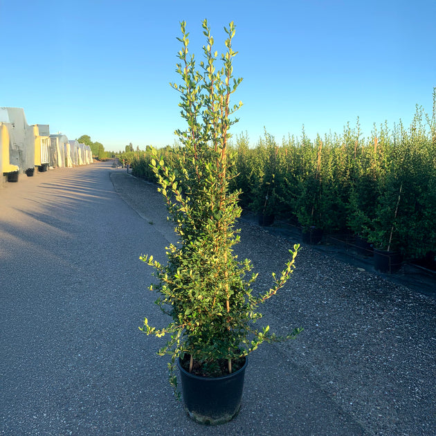 Pyracantha Red Column in container