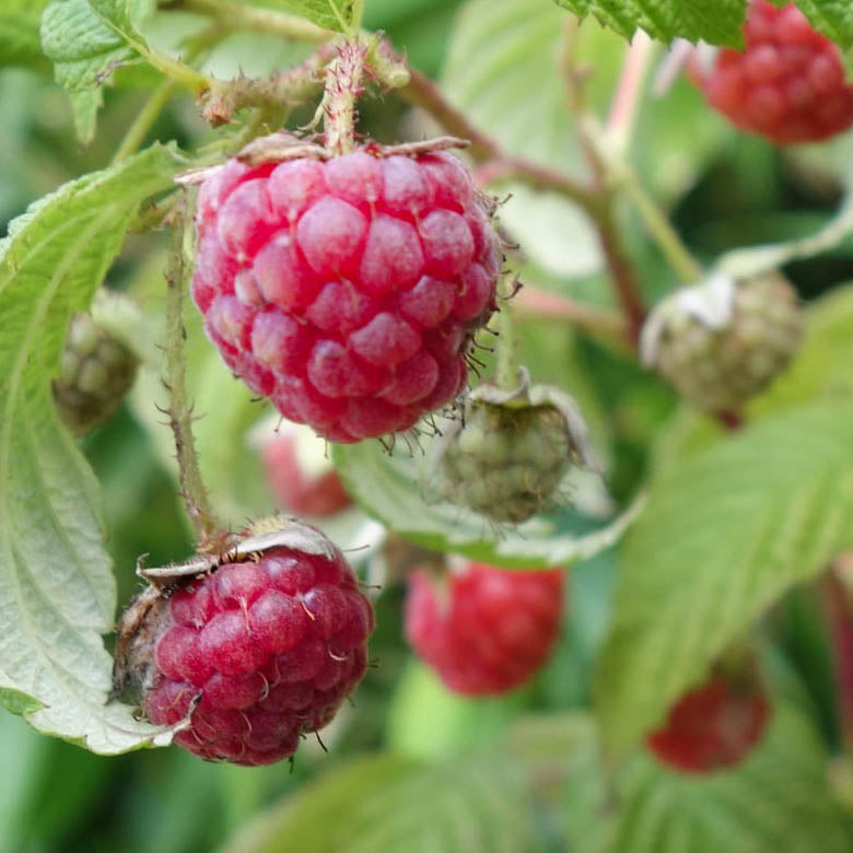 Raspberry Autumn Bliss