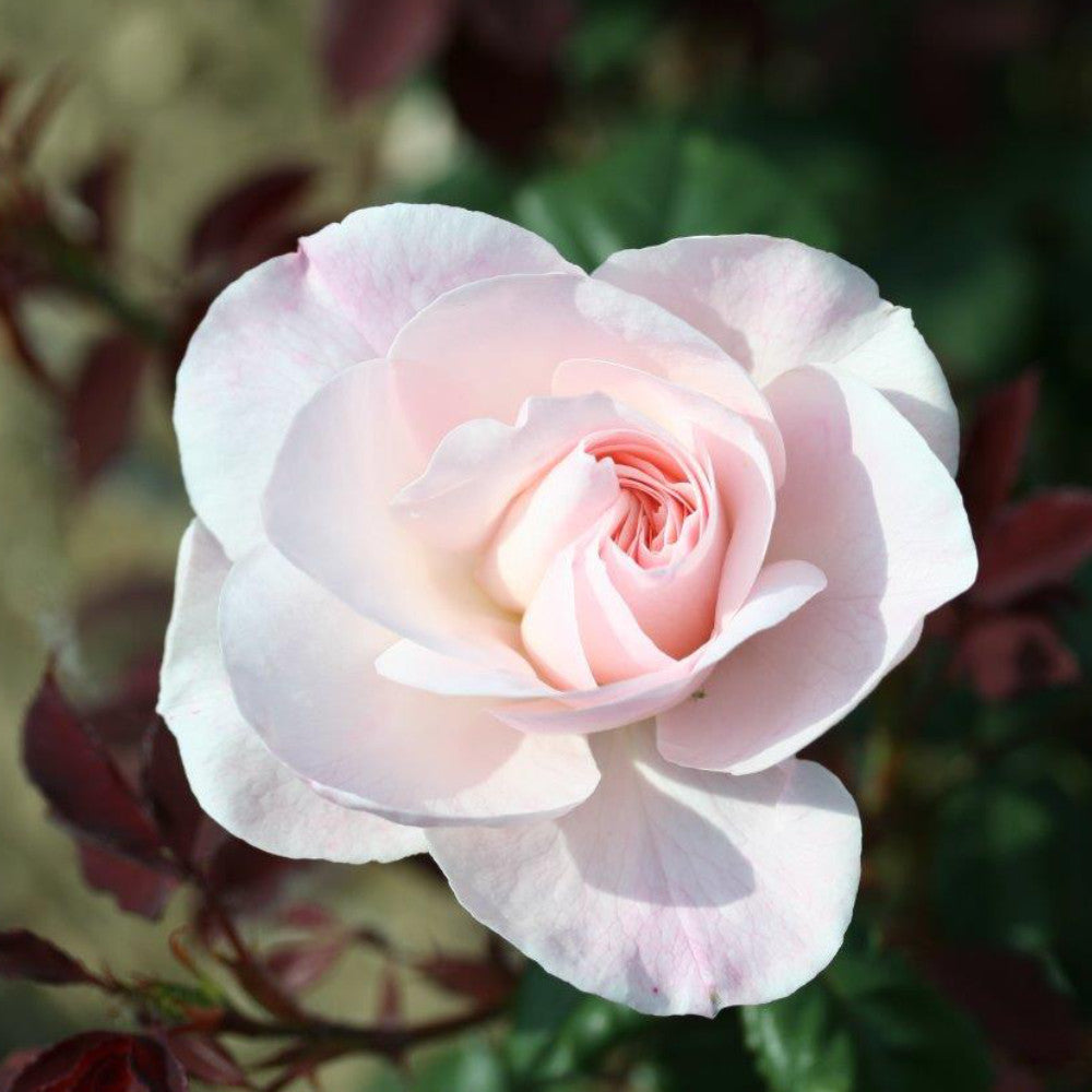 Rose 'Remember'