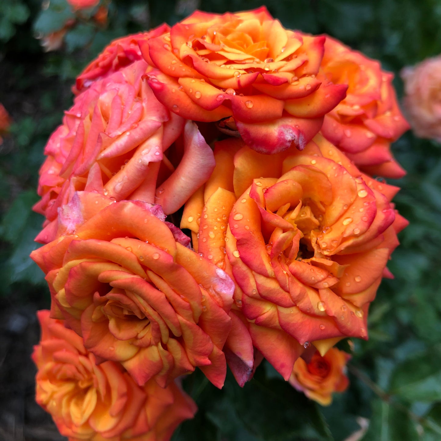 Rose 'Meteor'