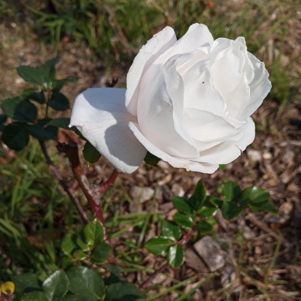 Rose 'Remember' white flower